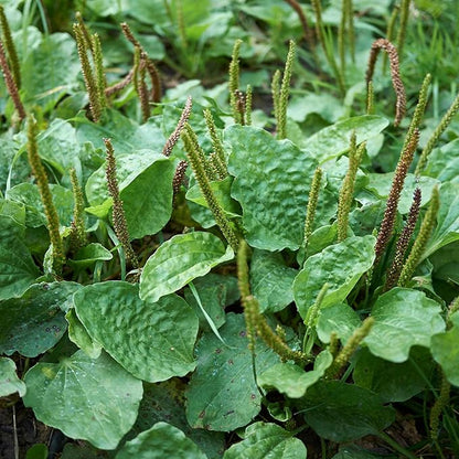 Outsidepride Common Green Plantain Seeds for Planting - 5,000 Pcs Perennial, Easy-to-Grow Herb Seeds for Culinary, Farm & Household Uses, Low-Growing Foliage for Tropical & Subtropical Climates