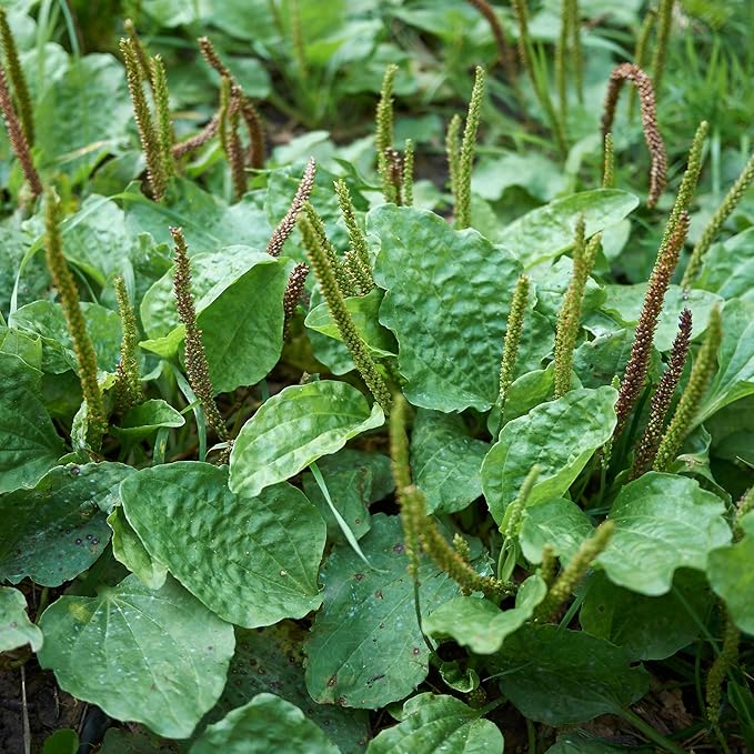 Outsidepride Common Green Plantain Seeds for Planting - 10,000 Pcs Perennial, Easy-to-Grow Herb Seeds for Culinary, Farm & Household Uses, Low-Growing Foliage for Tropical & Subtropical Climates