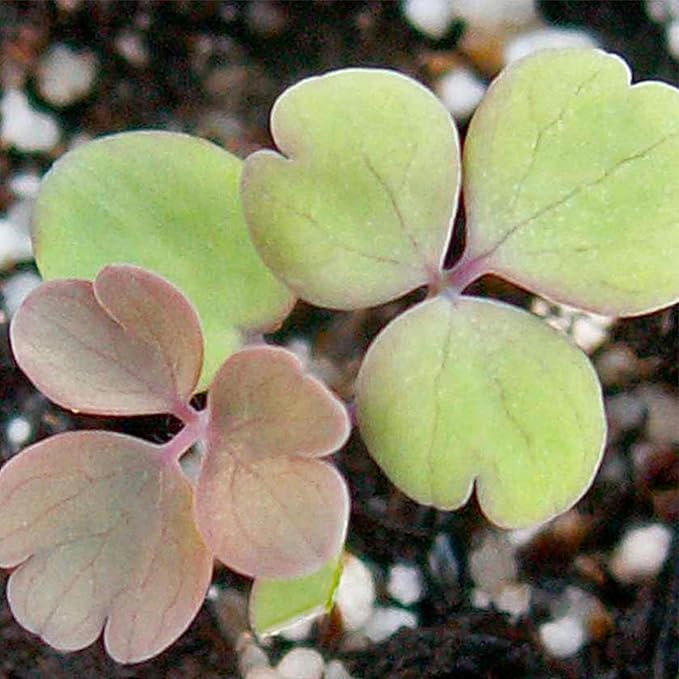 Seed Needs Giant Star Columbine Seeds for Planting Mckana's Mixture - Heirloom & Open Pollinated Colorful Flowers That Attract Pollinators/Butterflies (1 Pack)