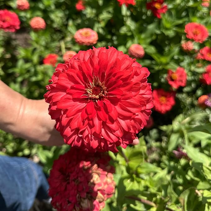 Plant Good Seed Organic Red Zinnia Seeds - Pack of 100, Heirloom Seeds for Planting Flowers - Gardening Supplies, Wildflower, Herb Garden, Flower Seeds to Plant Outside - from USA