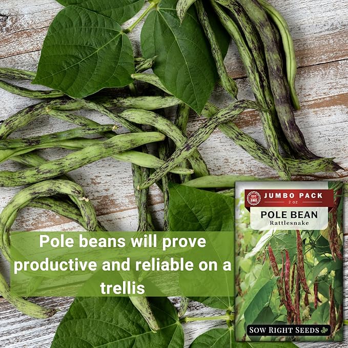 Sow Right Seeds - Bulk Rattlesnake Pole Bean Seeds for Planting - 2 Ounce, 170 Seeds - Non-GMO Heirloom Jumbo Pack with Instructions to Plant an Outdoor Home Vegetable Garden - Purple Streaked Beans