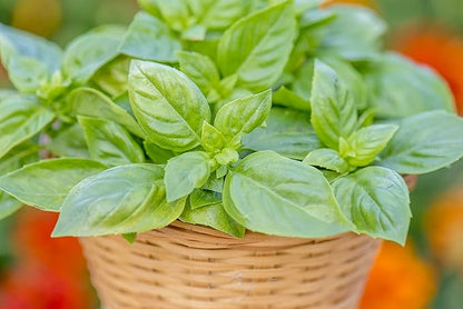 Burpee 55370A Pesto Party Basil Seeds