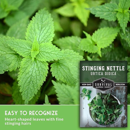 Stinging Nettle Seeds for Planting - Urtica Dioica Medicinal Herb & Edible Perennial - Common Nettle for Tea, Cooking & Wellness - Heirloom Non-GMO - Survival Garden Seeds (2 Packs)