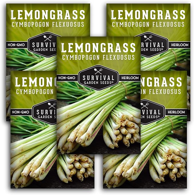 Lemongrass Seeds for Planting - Lemon Scented Asian Lemongrass for Your Home Vegetable Garden - Heirloom Non-GMO Open-Pollinated - Survival Garden Seeds (5 Packs)