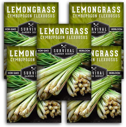 Lemongrass Seeds for Planting - Lemon Scented Asian Lemongrass for Your Home Vegetable Garden - Heirloom Non-GMO Open-Pollinated - Survival Garden Seeds (5 Packs)