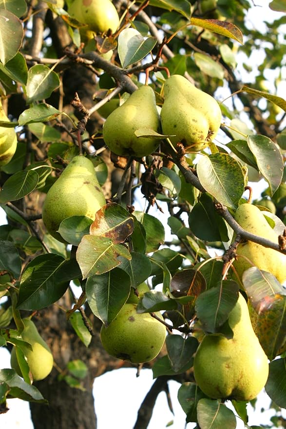 TomorrowSeeds - Bartlett Pear Tree Seeds - 20+ Count - for 2026 Planting Williams Common Domestic European Pears Flowering Edible Perennial Fruit Trees Perennial Grow Your Own Home Farm Patio Healthy