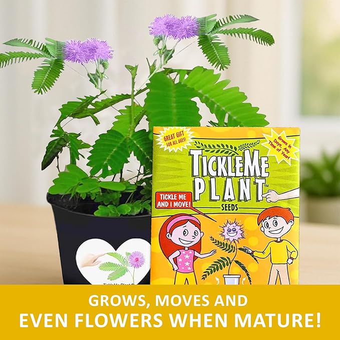 TickleMe Plant Seeds for Indoor Planting (2-Pack) – Touch-Sensitive Plant That Closes Leaves When Touched – Easy Indoor House Plant Seeds – Fun Educational Activity for Kids & Adults