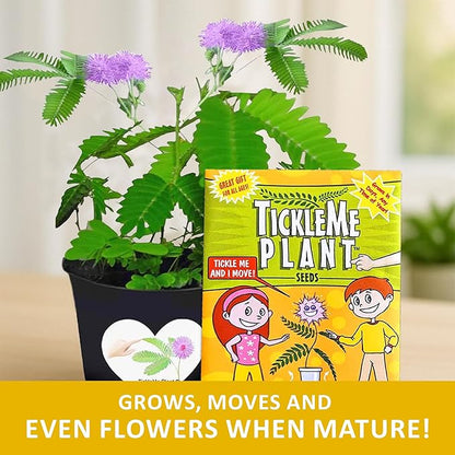 TickleMe Plant Seeds for Indoor Planting (2-Pack) – Touch-Sensitive Plant That Closes Leaves When Touched – Easy Indoor House Plant Seeds – Fun Educational Activity for Kids & Adults