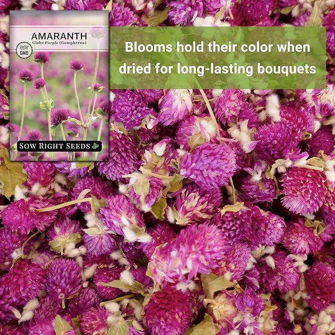 Sow Right Seeds - Purple Globe Amaranth Seeds for Planting - Non-GMO Heirloom Packet with Instructions to Plant & Grow an Outdoor Home Flower Garden - Gomphrena Pompom Flowers - Use Dried for Tea (1)