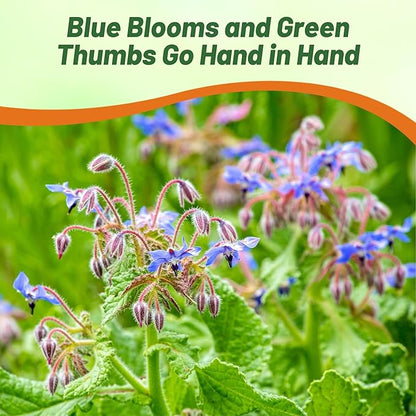 Outsidepride Blue Borage Seeds for Planting – 5 lb. Annual, Drought-Tolerant Herb Seeds with Star-Shaped Blooms, Attracts Bees for Pollinator Gardens, Summer Teas, Decoration & Culinary Use