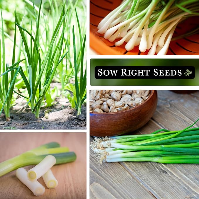 Sow Right Seeds - Tokyo Long White Bunching Onion Seeds for Planting - Perfect for Planting Outdoors or Indoors - Non-GMO Heirloom Green Onions - Easy to Grow for Gardeners - Tasty Flavor (4)