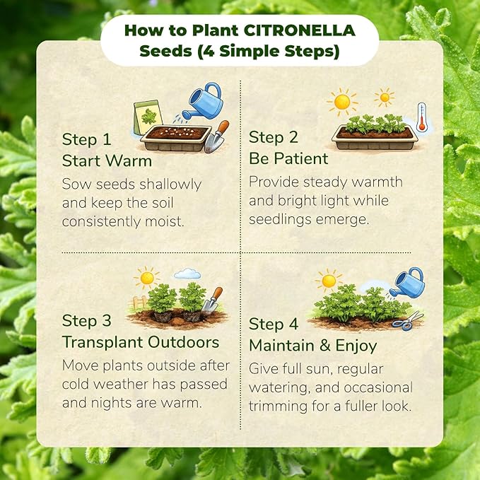 Citronella Seeds (3,000+ Seeds) – Easy-Grow Herb Plant for Pots & Garden Beds, Fresh Aromatic Leaves for Outdoor Patio Planters