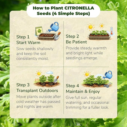Citronella Seeds (3,000+ Seeds) – Easy-Grow Herb Plant for Pots & Garden Beds, Fresh Aromatic Leaves for Outdoor Patio Planters
