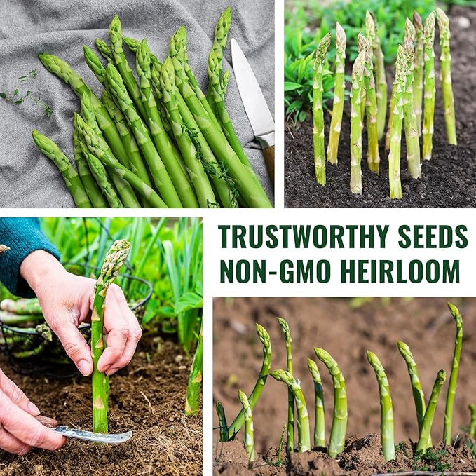 Mary Washington Asparagus Seeds - 900 Seeds, Non-GMO Heirloom Seeds with Planting Instructions for Outdoor Home Gardens