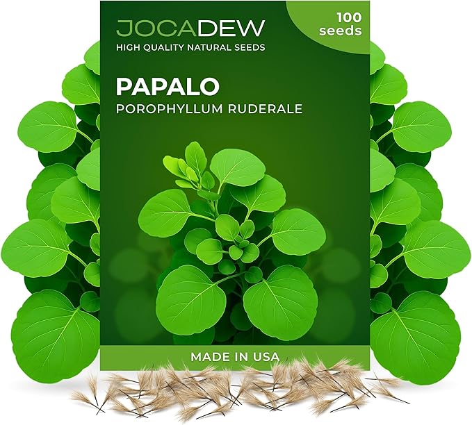 100+ Papalo Seeds – Mexican Herb Papaloquelite (Porophyllum ruderale) – Heirloom Garden Herb Seeds for Outdoor Garden, Raised Beds & Containers