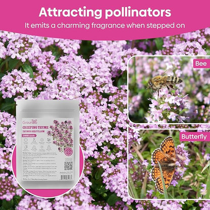 20000+ Creeping Thyme Seeds Ground Cover Plant, Perennial Thyme Flower Seeds for Planting Outdoor, Low Maintenance, Grown in The USA