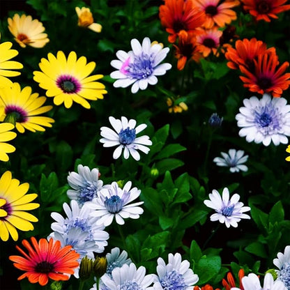 African Daisy Seeds for Planting, 148pcs Osteospermum Daisy Seeds Non-GMO Heirloom Perennial Rare Colorful Flower Plants, Open Pollinated Beauty Home Garden Flowers for Outdoors
