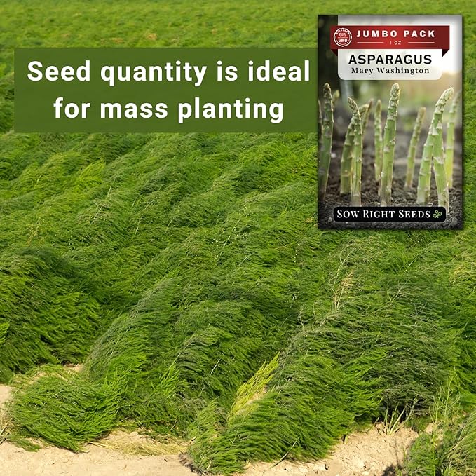 Sow Right Seeds - Bulk Mary Washington Asparagus Seeds for Planting - 1 Ounce, 1600 Seeds - Non-GMO HeirloomJumbo Pack with Instructions to Plant a Home Vegetable Garden - Grow Asparagus for Years