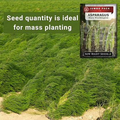 Sow Right Seeds - Bulk Mary Washington Asparagus Seeds for Planting - 1 Ounce, 1600 Seeds - Non-GMO HeirloomJumbo Pack with Instructions to Plant a Home Vegetable Garden - Grow Asparagus for Years