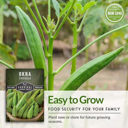 Survival Garden Seeds - Emerald Okra Seed for Planting - Packet with Instructions to Plant and Grow Tender and Large Okra in Your Home Vegetable Garden - Non-GMO Heirloom Variety - 3 Pack