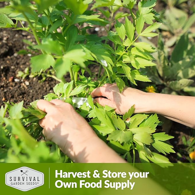 Survival Garden Seeds - Lovage Seed for Planting - 2 Packs with Instructions to Plant and Grow Perennial Levisticum Officinale Culinary Herb in Your Home Vegetable Garden - Non-GMO Heirloom Variety