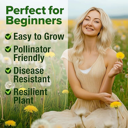 HOME GROWN Dandelion Seeds for Planting 600 Heirloom Medicinal Herb Seeds (~0.3g) Non GMO Grow Edible Leaves and Flowers for Remedies or Wildlife (Taraxacum officinale)