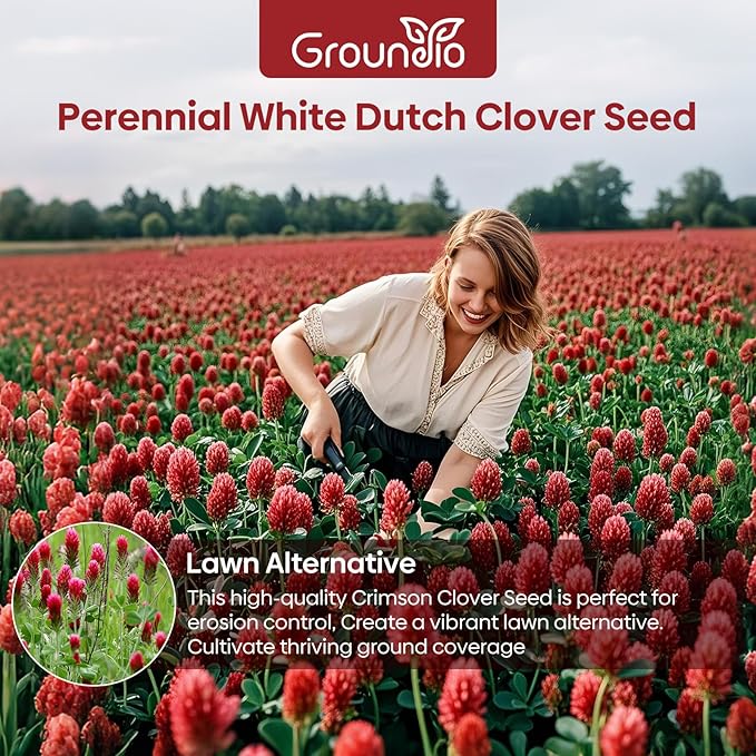 Annual Crimson Clover Seeds, 2 lbs, Trifolium Incarnatum Seeds for Lawn Alternative, Attracts Pollinators, Nitrocoated and Inoculated