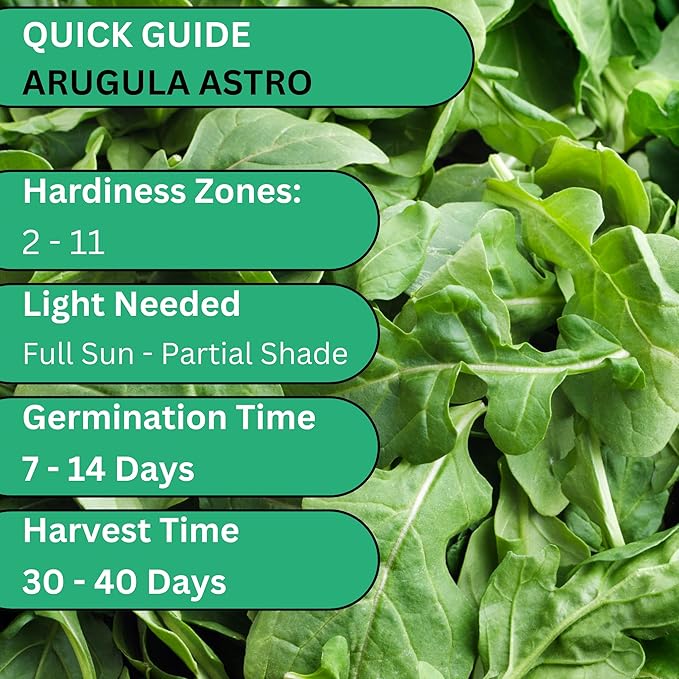 Astro Arugula Seeds for Planting – Heirloom, Non-GMO Arugula Seeds for Home Gardens, Mild Baby Arugula Greens for Salads | Woods Creek Seeds