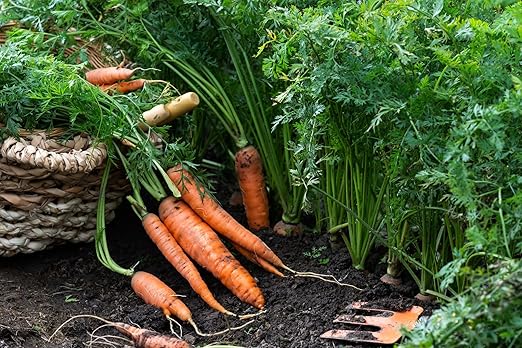 Organic Growing Fertilizer 1 Gal, CDFA Organic Registered. Plant Care Fertilizer for Vegetable Gardens Like Tomato, Cucumber, Squash, Beans and All Other Plants