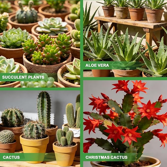 All-Natural Christmas Cactus Potting Soil Mix 10qt- Premium Well-Draining & Aerated ，Designed Specifically for Succulents and Cacti