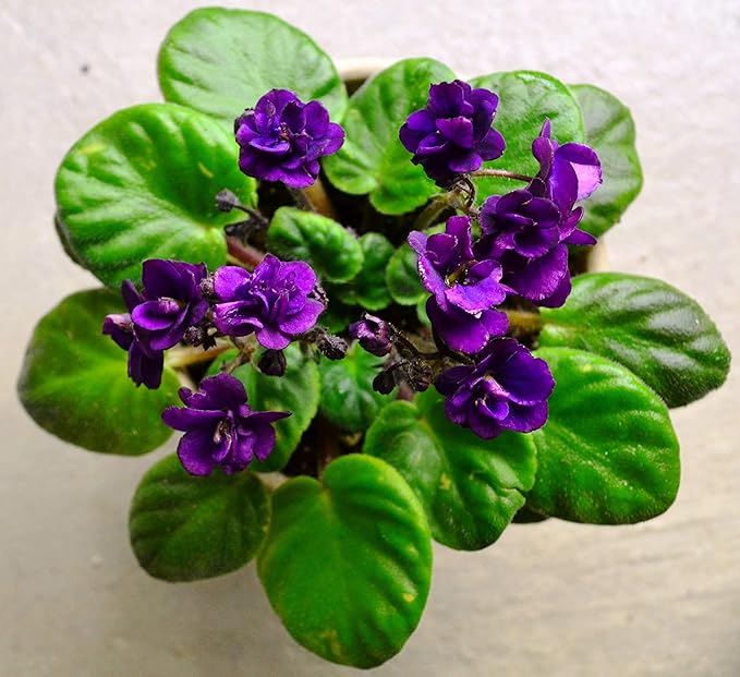 African Violet Plant Potting Soil Mix Peat Moss & Perlite 1 Quart (1qt 4 Level Cups)