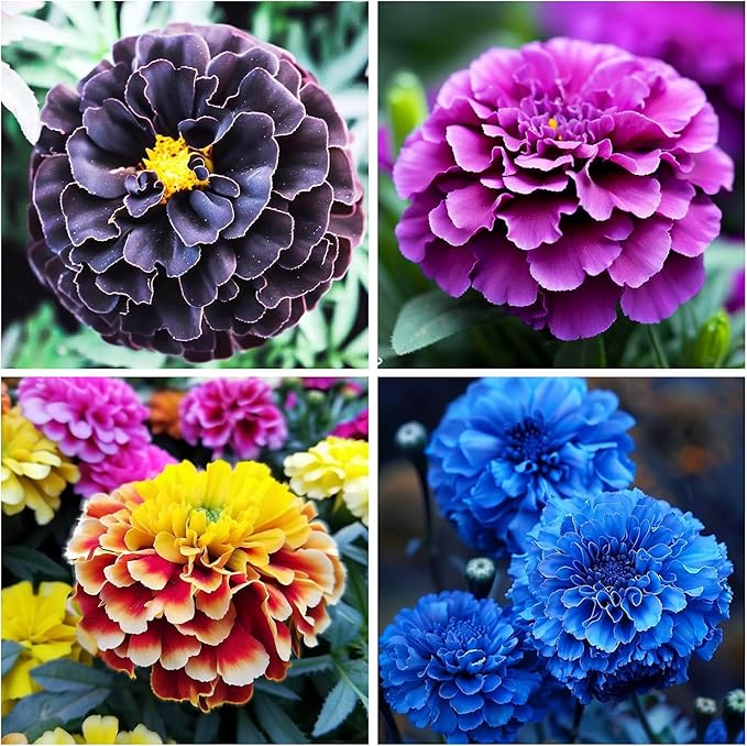 1000+ Perennial Marigold Flower Seed for Planting Outdoor-Sparky Mix French Marigold Tagetes Patula Heirloom Non-GMO Attracts Bees Butterflies Fragrant-Perfect for Borders, Beds,Container Gardens