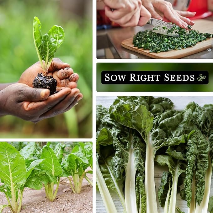 Sow Right Seeds - Fordhook Swiss Chard Seed for Planting - Non-GMO Heirloom Packet with Instructions to Plant and Grow an Outdoor Home Vegetable Garden - Nutritious, Flavorful - Great Gift (4)
