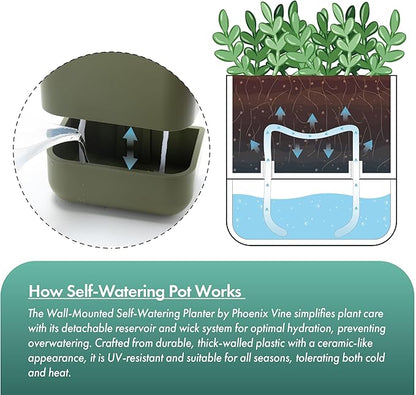 Phoenix Vine 6.5-Inch Wall Mounted Self-Watering Planter Pot for Indoor Houseplants and Herbs | Hanging Planter for Window Sills, Bathroom Walls, Home & Office Décor, Olive, Set of 3, 01-WP-C-3