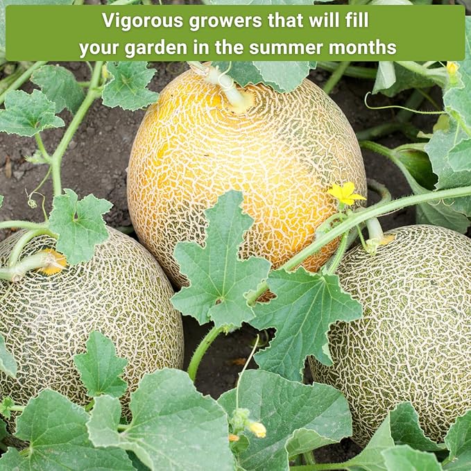 Sow Right Seeds - Cantaloupe Fruit Seed Collection for Planting - Individual Packets Honey Rock, Hales Best and Honeydew Melon - Non-GMO Heirloom Seeds to Plant an Outdoor Home Vegetable Garden