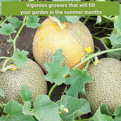 Sow Right Seeds - Cantaloupe Fruit Seed Collection for Planting - Individual Packets Honey Rock, Hales Best and Honeydew Melon - Non-GMO Heirloom Seeds to Plant an Outdoor Home Vegetable Garden