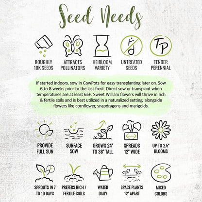 Seed Needs Sweet William Seeds for Planting Dianthus Flowers - Heirloom & Open Pollinated Annual Wildflower Seed Mix to Attract Butterflies, Bees & Other Pollinators to a Butterfly Garden (XL Pack)