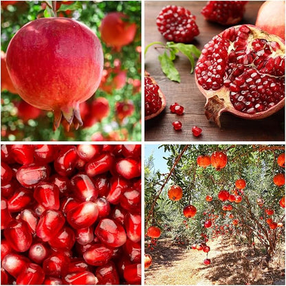 30+ Pomegranate Seeds Perennial Fruit Tree - Pomegranate Fruit Seeds for Planting Non-GMO