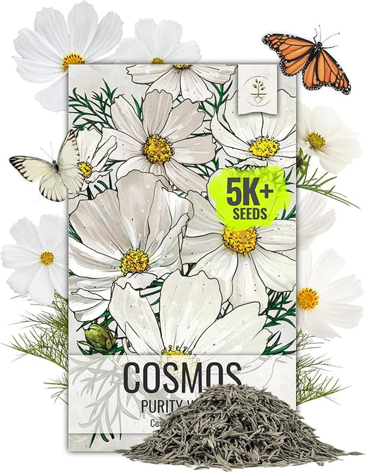 Seed Needs Cosmos Seeds White Purity Variety Flowering Seed | 5,000+ Heirloom Seeds Cosmo Bipinnatus Wildflowers | Large White Blooms Attract Butterflies & Pollinators | Bulk