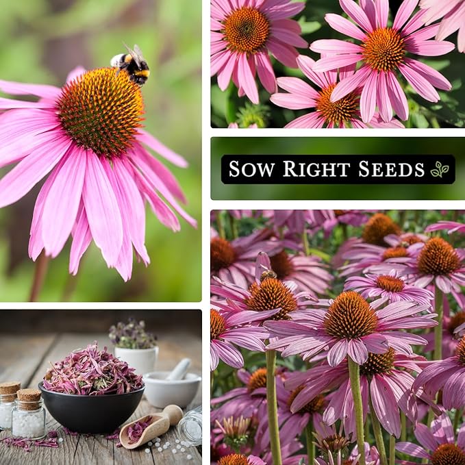 Sow Right Seeds - Bulk Purple Coneflower Echinacea Flower Seeds for Planting - 20 Grams, 5500 Seeds - Non-GMO Heirloom Jumbo Pack with Instructions to Plant an Herbal Tea Garden - for Pollinators
