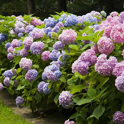50Pcs Mixed Hydrangea Flower Seeds – Colorful Hortensia Garden Seeds for Planting – Easy to Grow Mophead Perennial Plants for Home Garden, Patio, Yard, and Landscaping Decoration