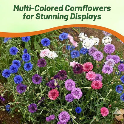Outsidepride Polka Dot Mix Cornflower Seeds for Planting - 1000 Pcs. Annual Bachelor's Button Flower Seeds for Cut Flower Gardens, Drought-Tolerant, Attracts Pollinators, Ideal for Borders & Bouquets