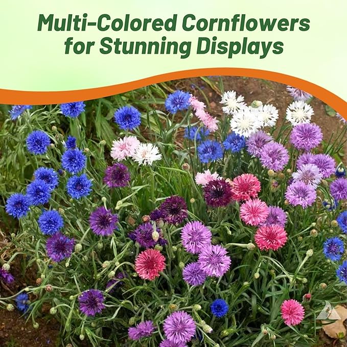 Outsidepride Polka Dot Mix Cornflower Seeds for Planting - 2000 Pcs. Annual Bachelor's Button Flower Seeds for Cut Flower Gardens, Drought-Tolerant, Attracts Pollinators, Ideal for Borders & Bouquets