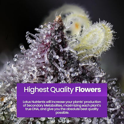 Bloom Pro Series - Hydroponic Plant Nutrients and Fertilizer, Water Soluble Plant Food, for Coco Coir Hydro and Soil, Enhances Flowering and Fruiting, Indoor and Outdoor Grows (32oz)