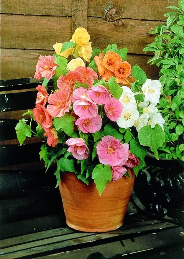 Seeds Abutilon Mix (Flowering Maple) Perennial Flowers