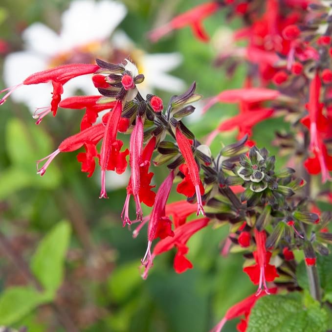 Seed Needs, Scarlet Red Sage Seeds - 800 Heirloom Seeds for Planting Salvia coccinea - Perennial Wildflower for an Outdoor Garden, Open Pollinated & Attracts Pollinators (1 Pack)