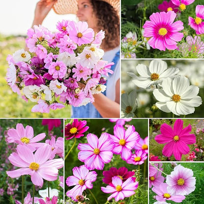Cosmos Seeds Wildflower Mix, 2 Oz (2 Packs), Flowers Seeds for Planting, Open Pollinated, Non GMO Made in USA