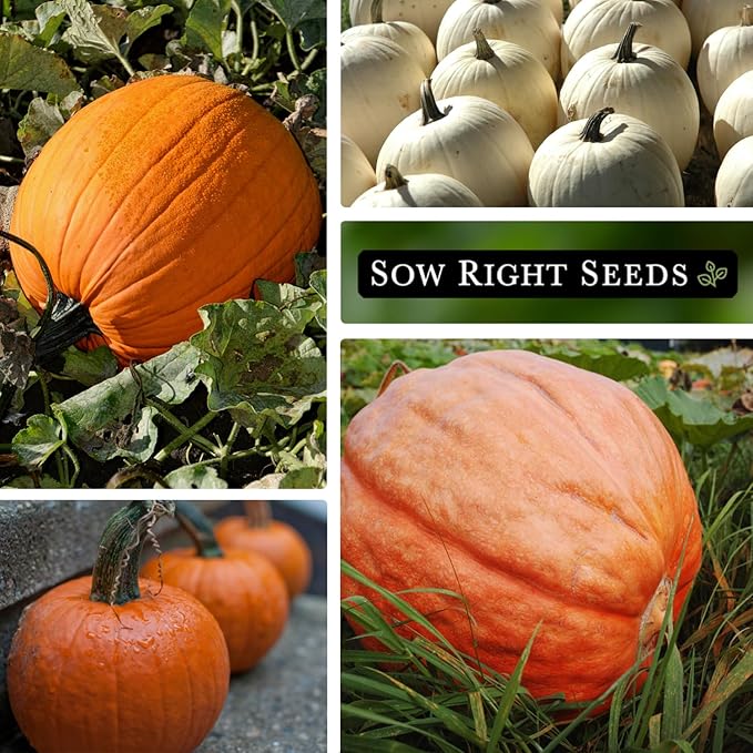 Sow Right Seeds - Classic Pumpkin Seed Collection for Planting - Small Sugar, Casper & Big Max Pumpkin Seeds - Non-GMO Heirloom Packets with Instructions to Plant Home Vegetable Garden - Fall Harvest