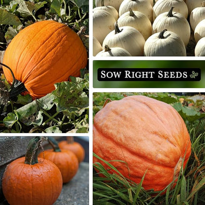 Sow Right Seeds - Classic Pumpkin Seed Collection for Planting - Small Sugar, Casper & Big Max Pumpkin Seeds - Non-GMO Heirloom Packets with Instructions to Plant Home Vegetable Garden - Fall Harvest