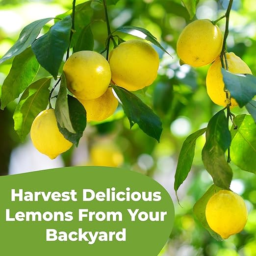 Liquid Lemon Tree Fertilizer by Perfect Plants | Citrus Plant Food for Fast Growth and Happy Live Lemon Trees | 6-3-3 Formula Rich in Nitrogen and Other micronutrients (16oz)